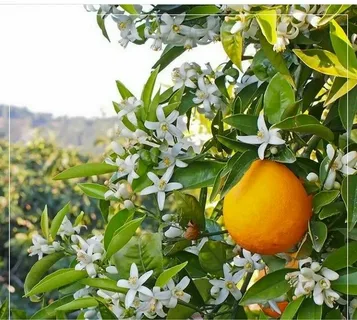 تصویر 4 از قیمت خرید کنسانتره نارنج عمده به صرفه و ارزان